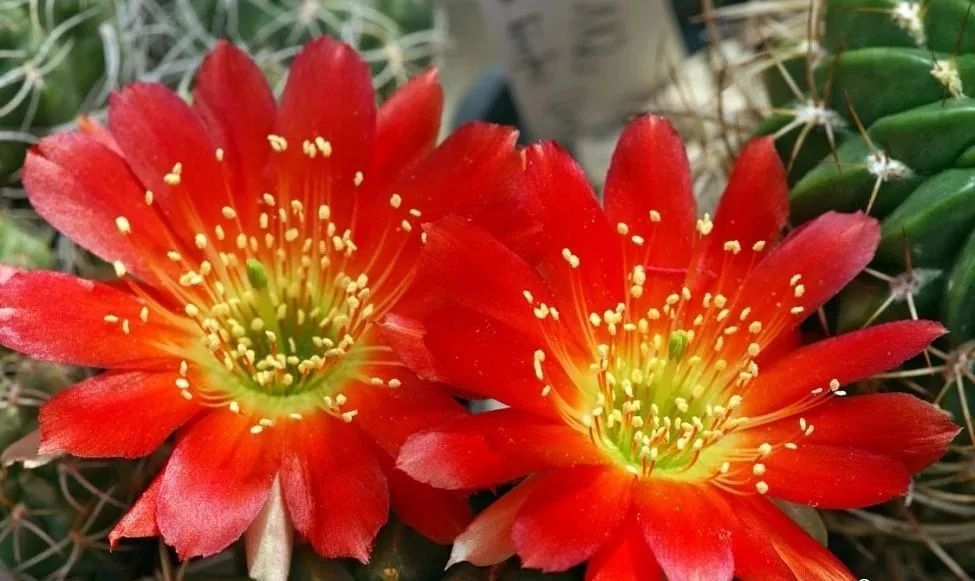 200种·仙人球开花图鉴，大开眼界，美到爆