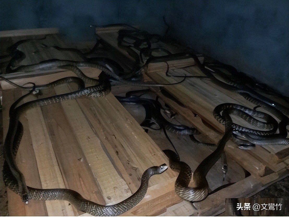 1999年江苏*员复**军人回乡养毒蛇，“以毒制毒”成产业，后来怎样了