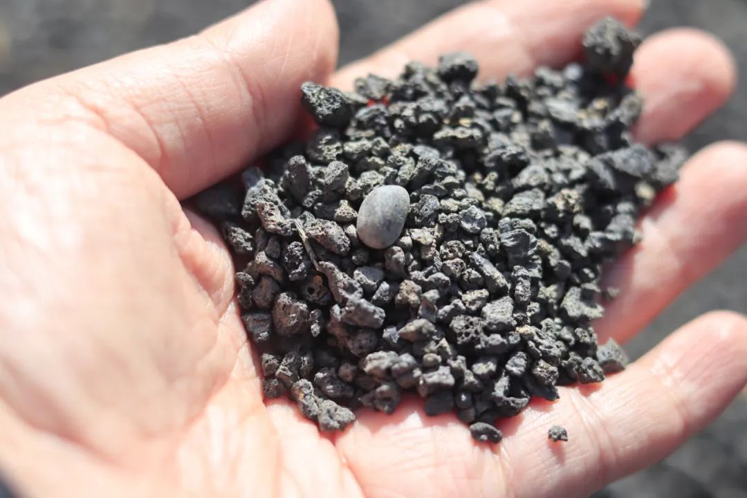 哥伦布第二次到美洲带去的作物,哥伦布带到美洲的东西