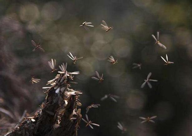蚊子为什么能在雨中飞行,自然环境下蚊子能飞多高