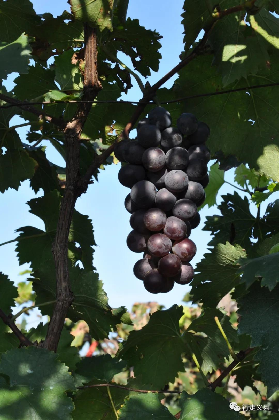 金秋十月看万山红遍层林尽染,金秋十月看红叶的诗句