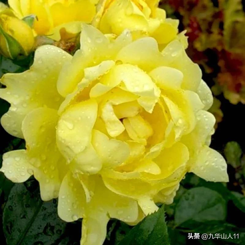 大花胖美人月季有几个品种,适合阳台养的大花月季品种