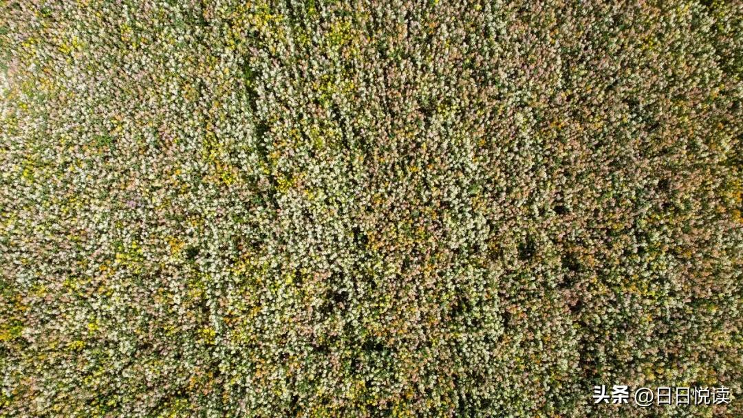 湖北荆州：石首“繁花”上大分↑即将刷爆朋友圈！