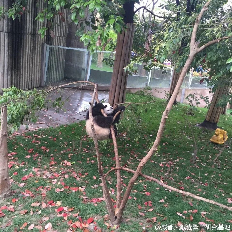 中国十大顶流女明星,顶流女明星穿越电视剧