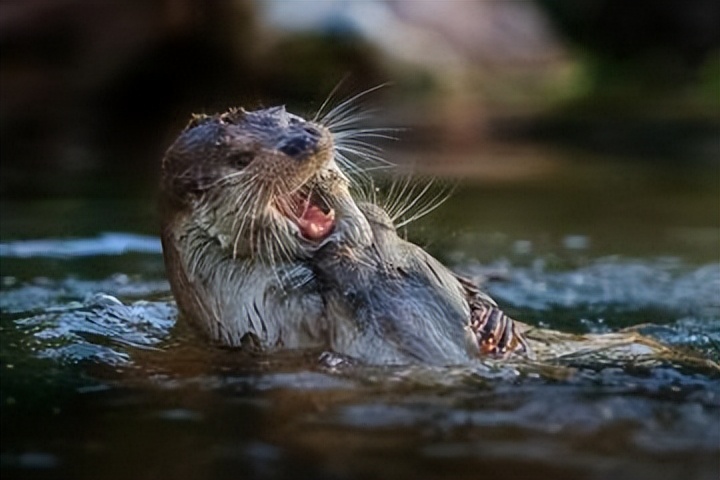 水獭建筑大师,动物界的建筑大师河狸