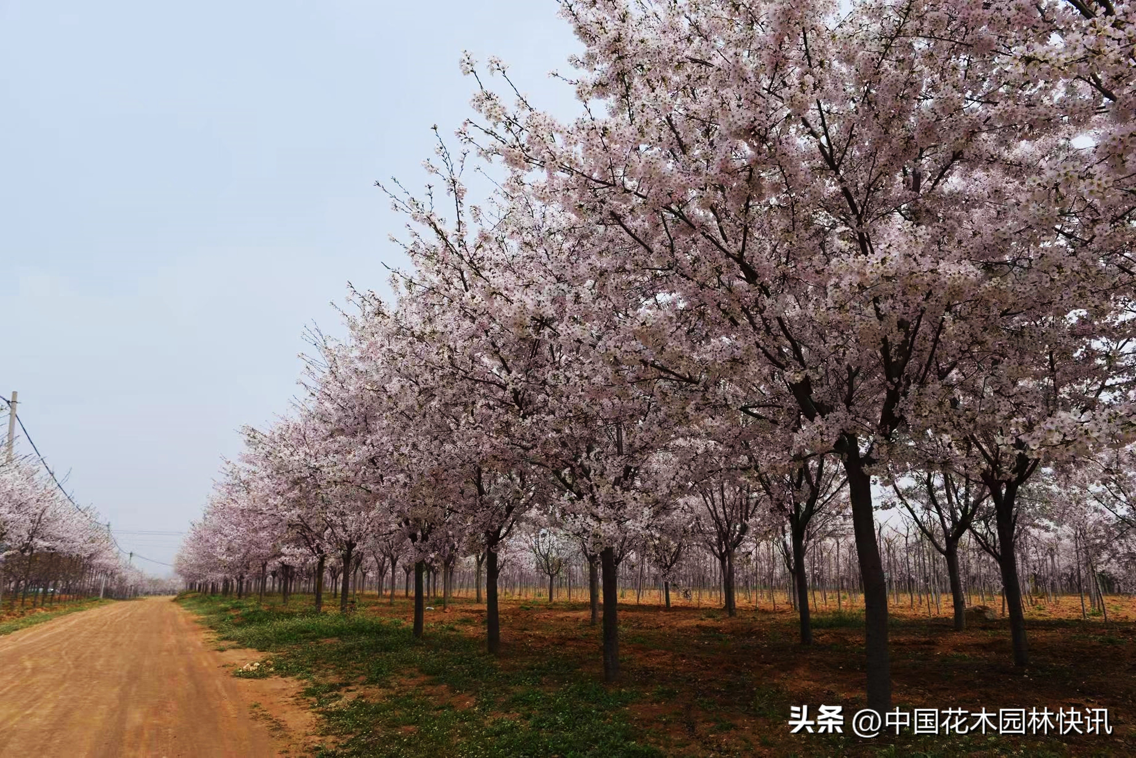 青岛樱桃谷樱花,青岛大崂樱花谷单樱