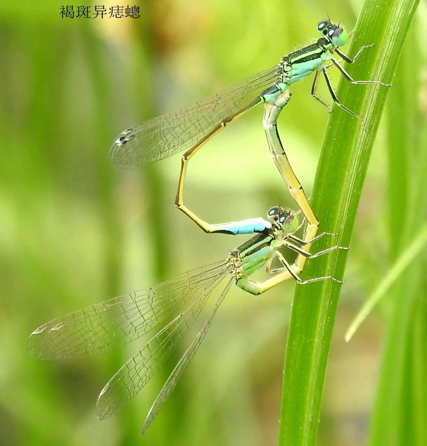 奇妙的蜻蜓豆娘交配产卵方式