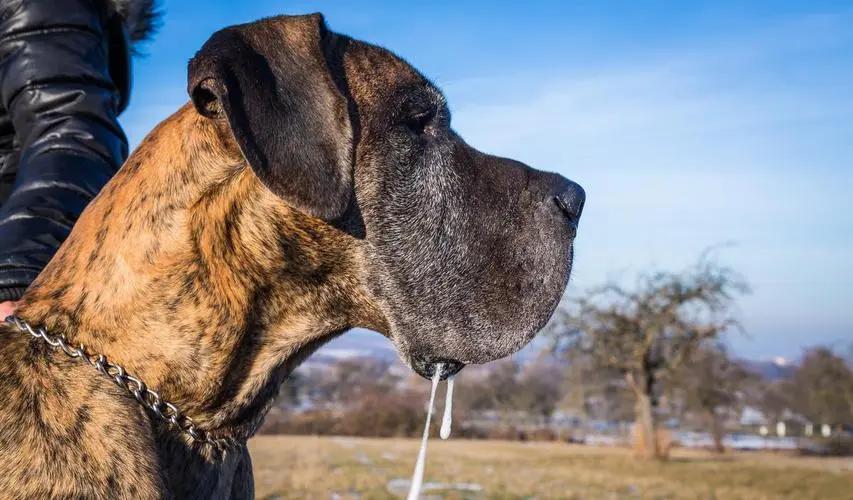 狗狗出现什么症状说明它快要走了,狗狗出现什么状况说明需要驱虫了