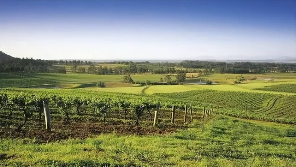 澳大利亚巴罗萨葡萄酒产区,huntervalley葡萄酒