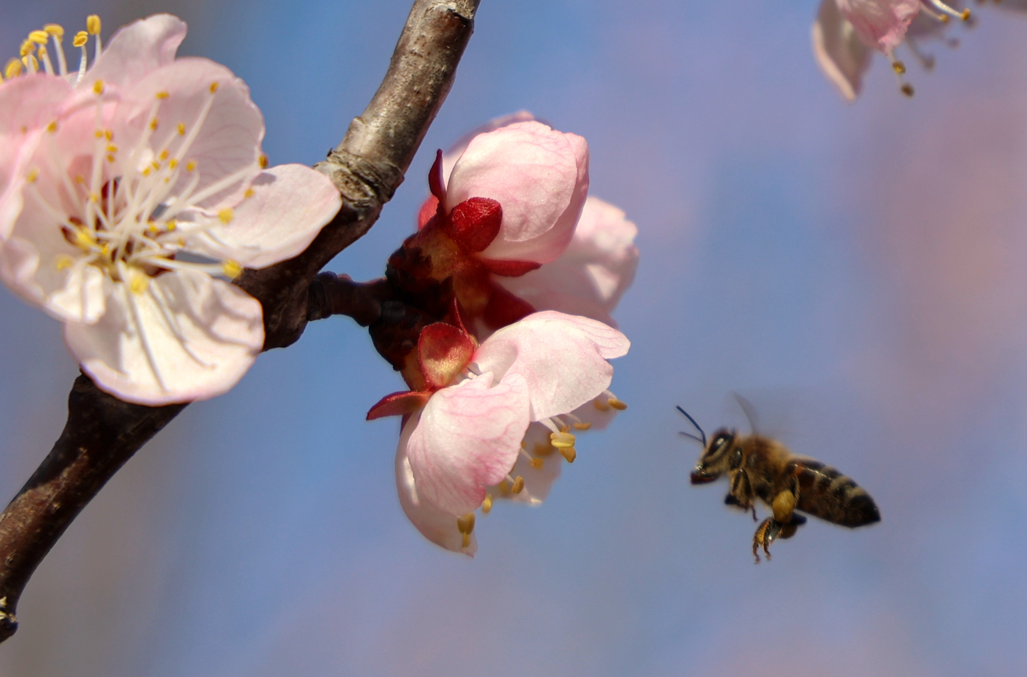 “云”上摄影展丨《徐村*光春**美人勤春来早》
