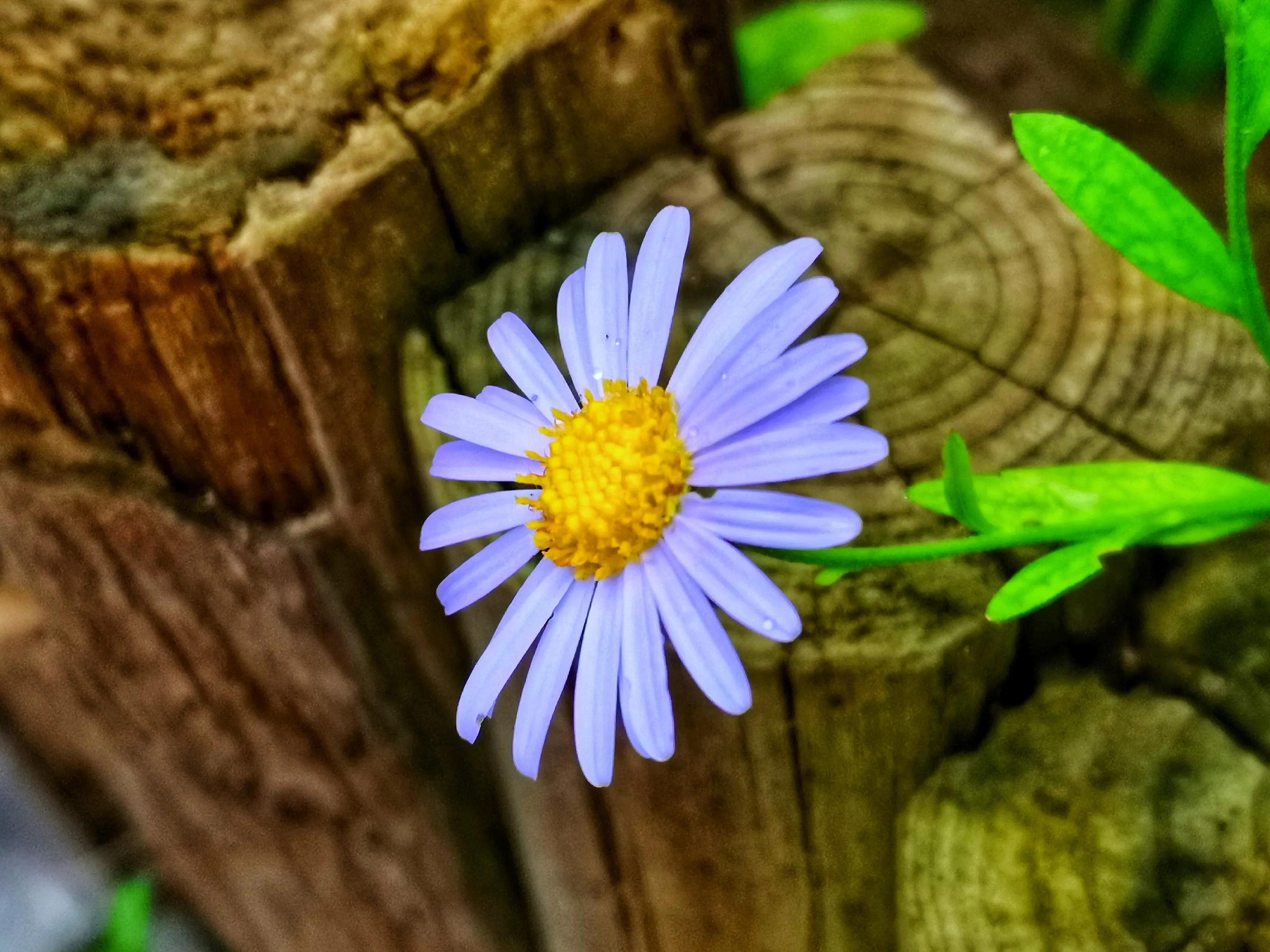 百花酿诗韵芬芳留人间（一）