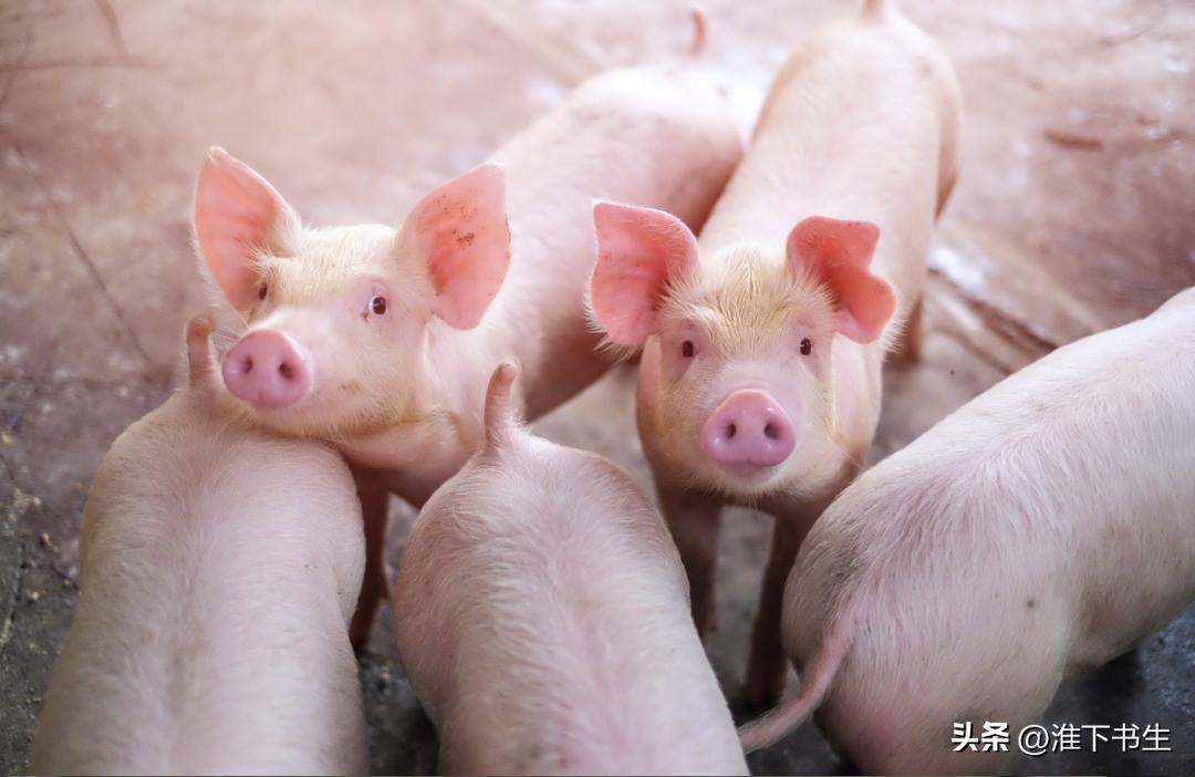 正德皇帝朱厚照的荒唐事,正德皇帝朱厚照打算废除朱姓