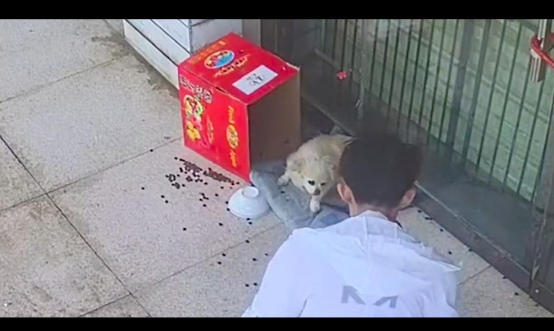 狗狗难产后躲在角落,狗狗难产主人用手助产