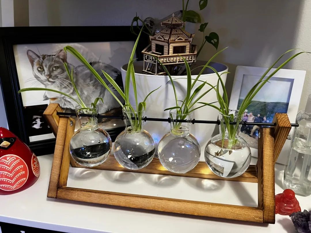 好养活且好看的室内绿植,好养的高颜值室内绿植有哪些