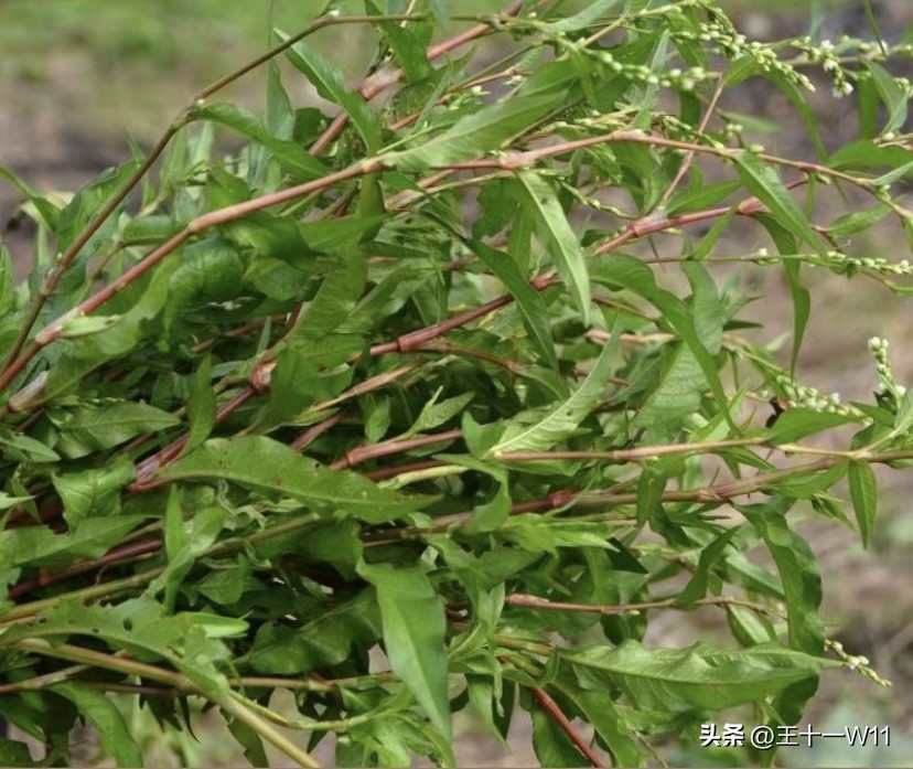 野生辣蓼草图片,有香味的白辣蓼