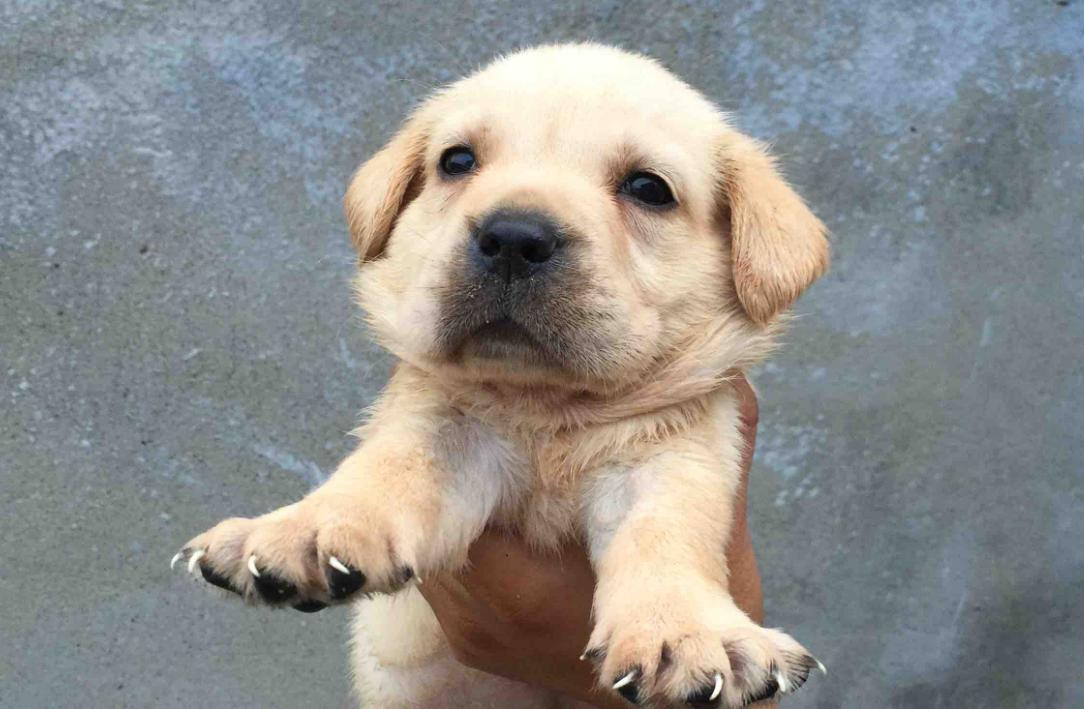 拉布拉多幼犬得病死亡,拉布拉多快下狗时会出现呕吐