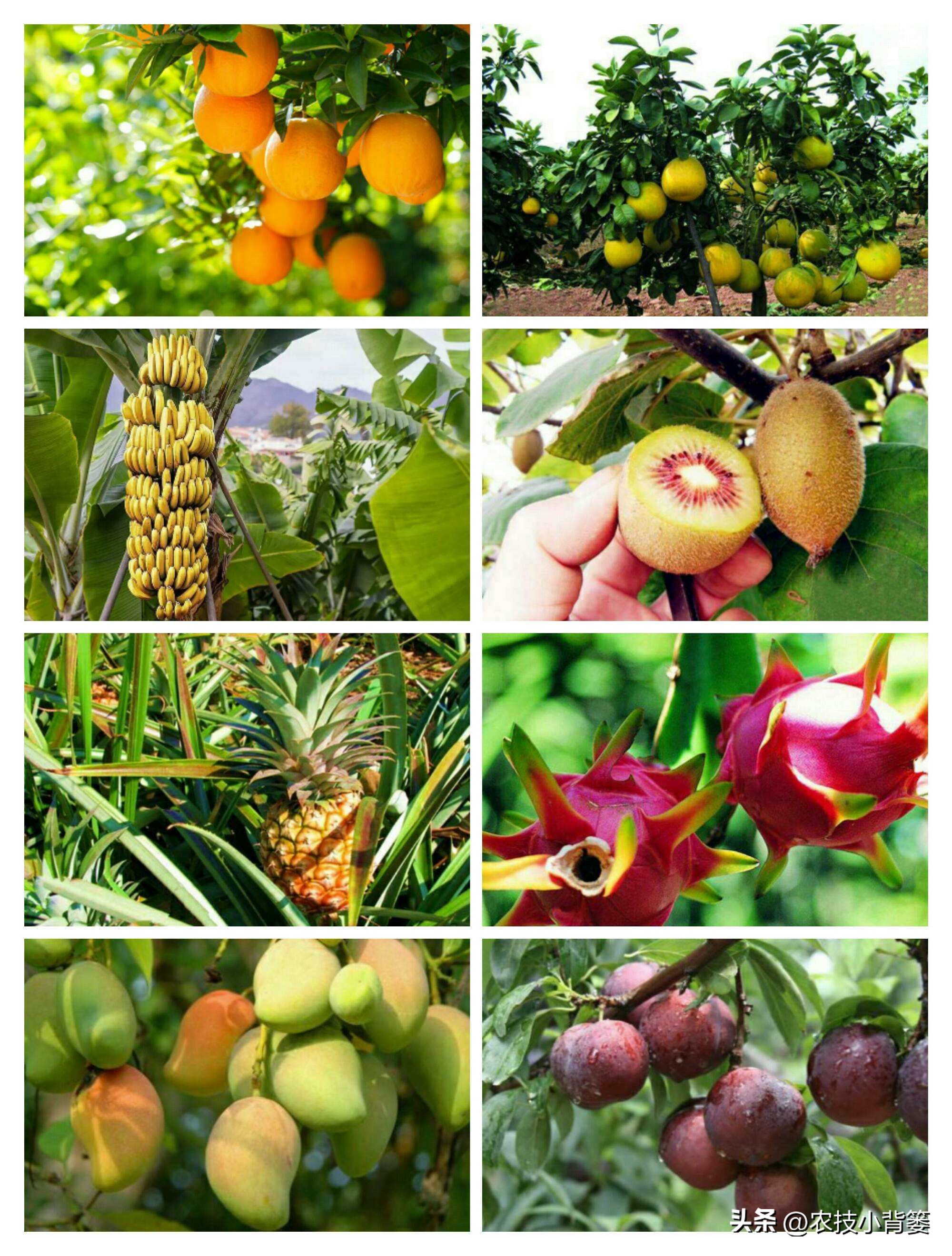 花生重茬烂根死苗怎样解决,怎样防治豆角重茬死苗及烂根