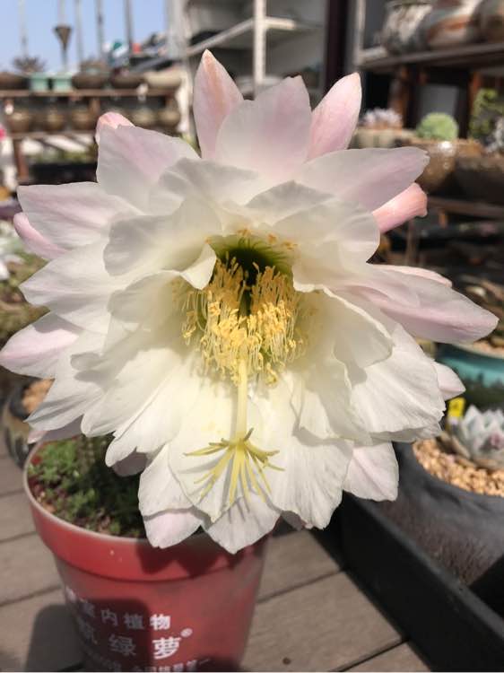 毛花柱仙人球品种大全,顶级精品仙人球花