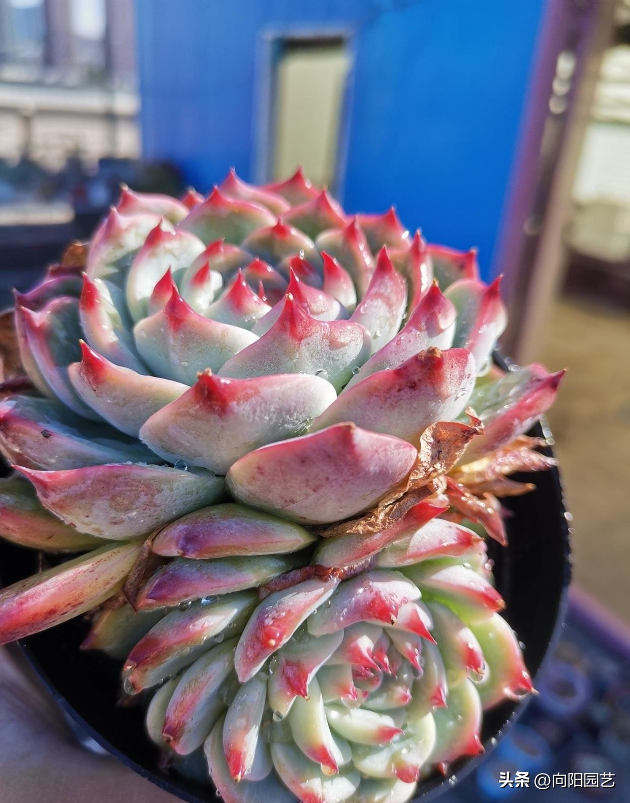 吉娃娃适合养一只还是一对,吉娃娃怎么养才能活得久