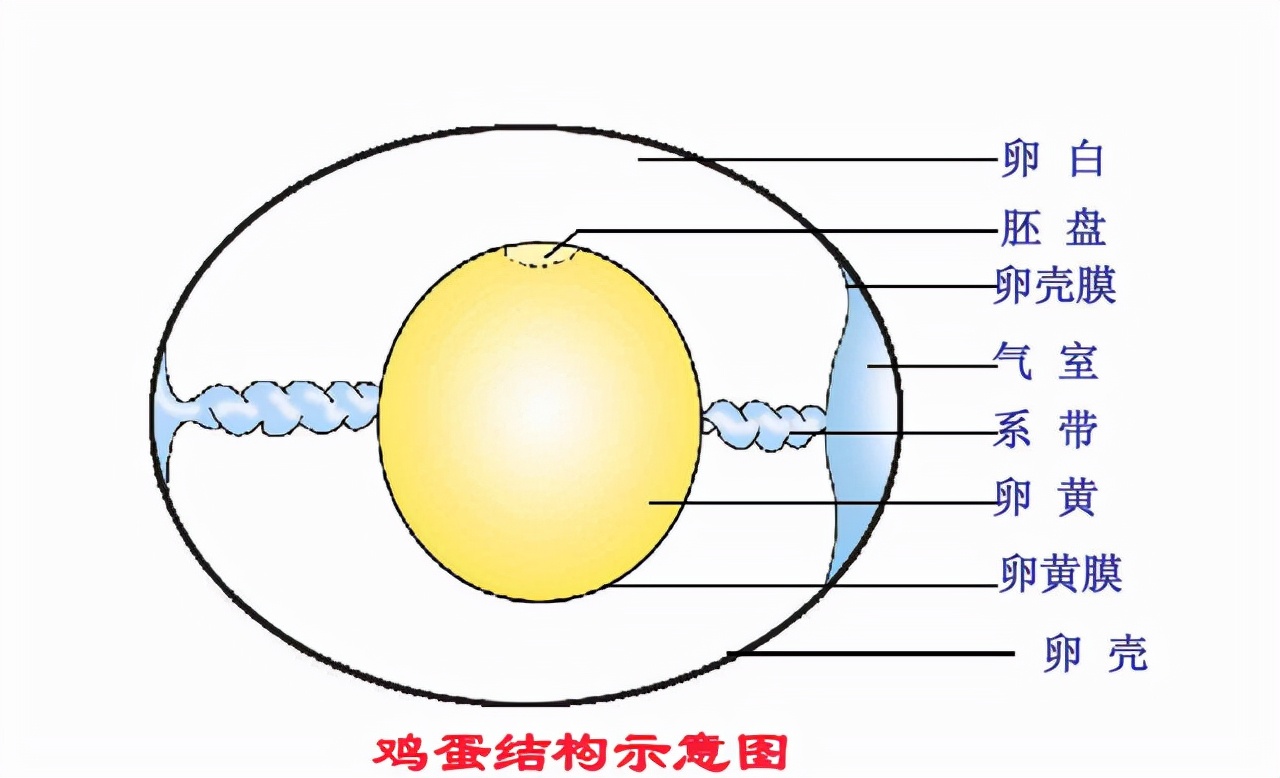 当精子与卵细胞相遇,当精子和卵子相遇后还会排卵吗