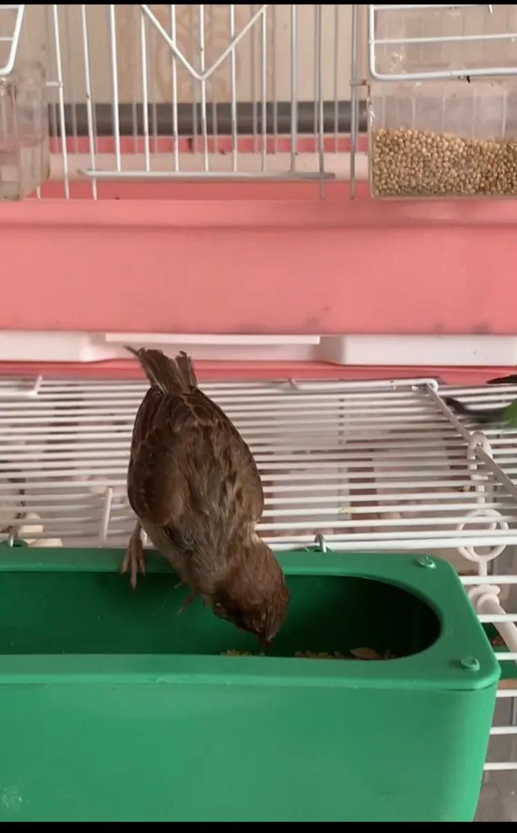 捡来的小麻雀能活吗,捡到一只小麻雀能不能放生