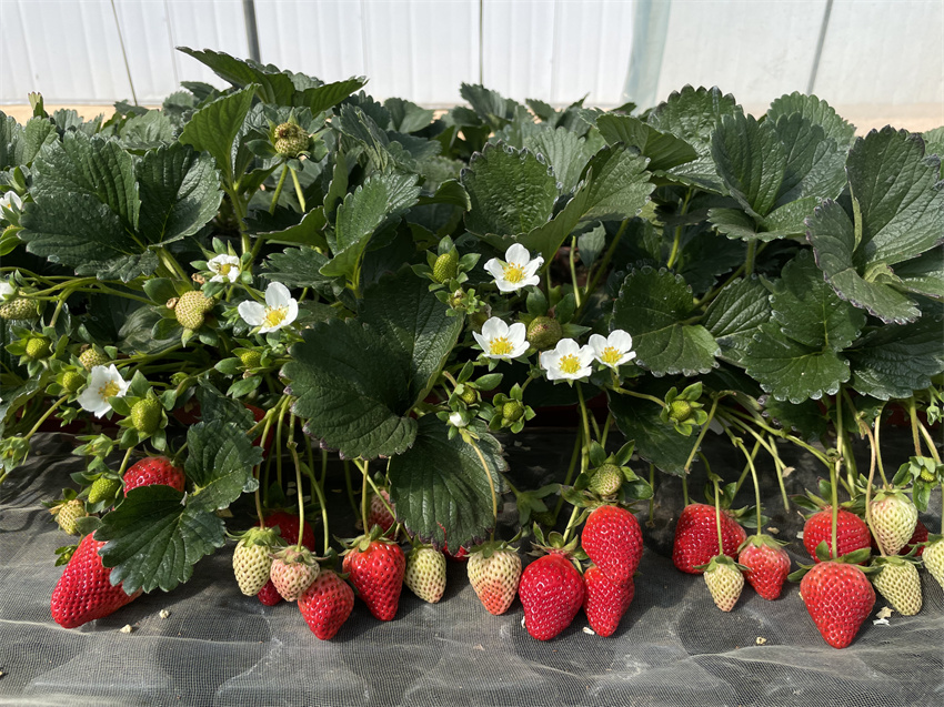 万企兴万村行动示范实践基地,万企兴万村行动案例