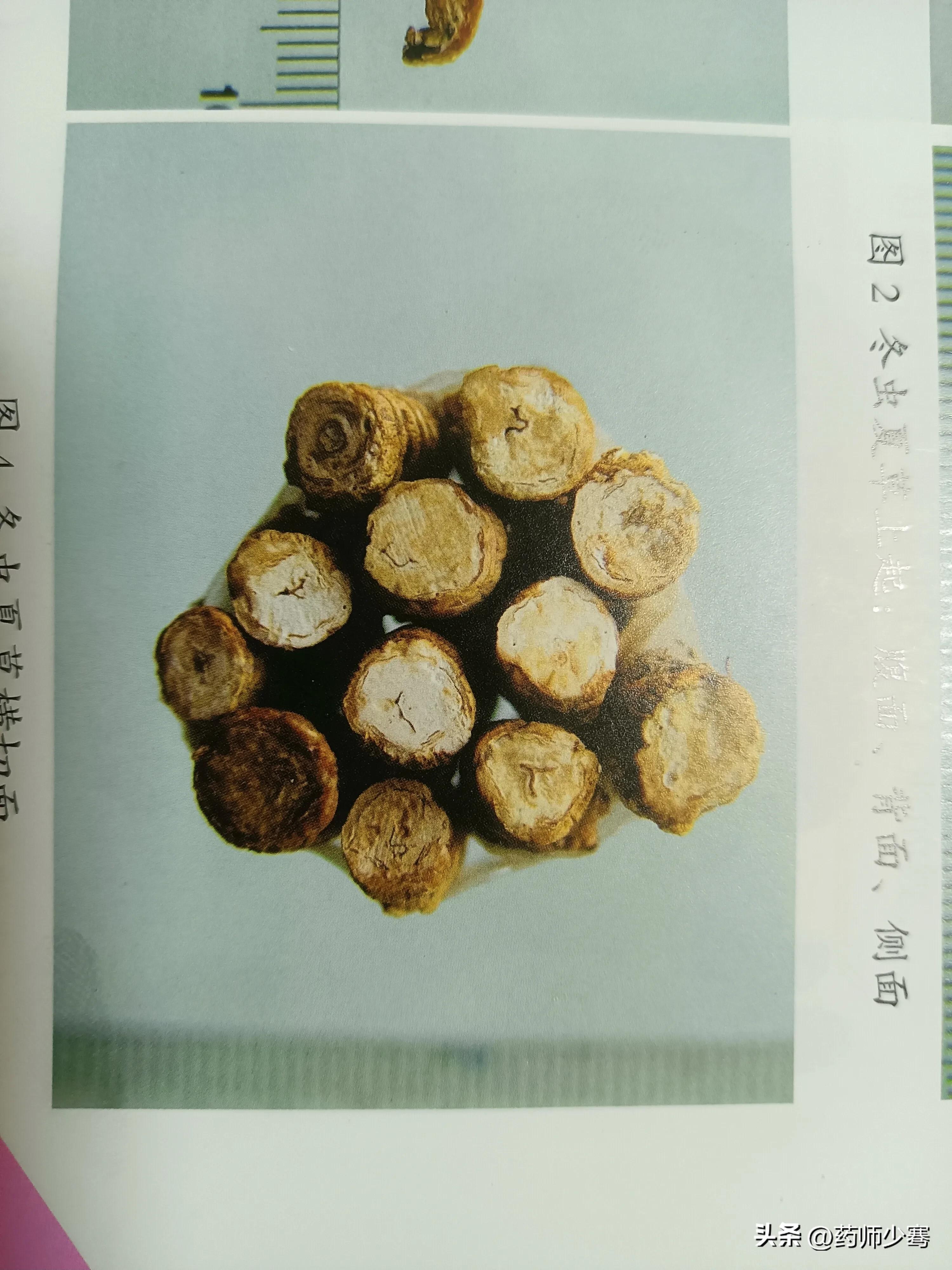 虫草鉴定报告,西藏梅邦虫草鉴定