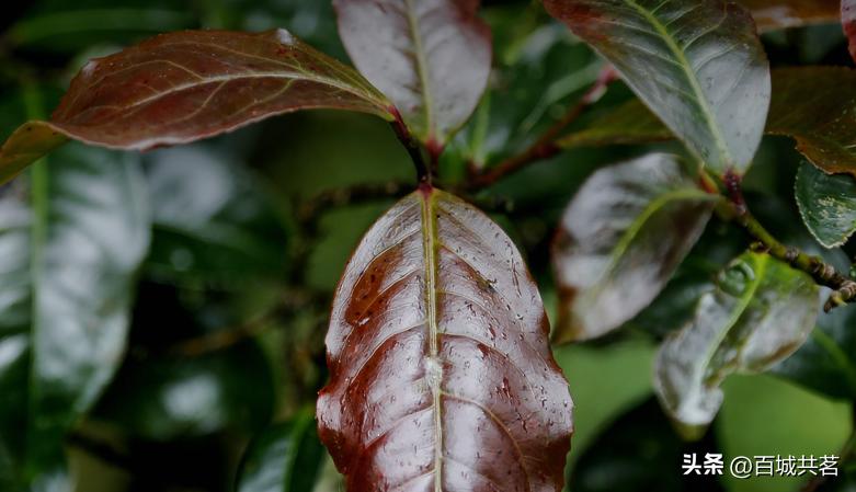 盐玉斋珍藏私房茶,盐玉斋茶具