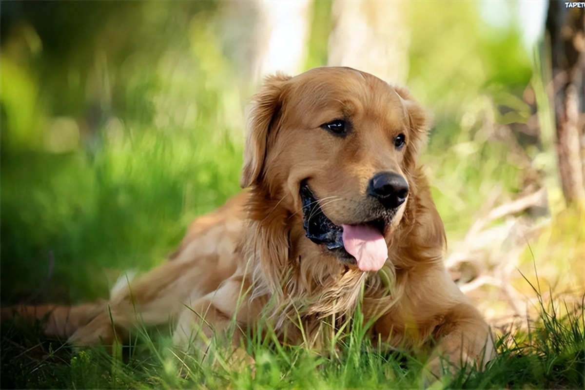 驱虫金毛普安特,金毛驱虫普安特
