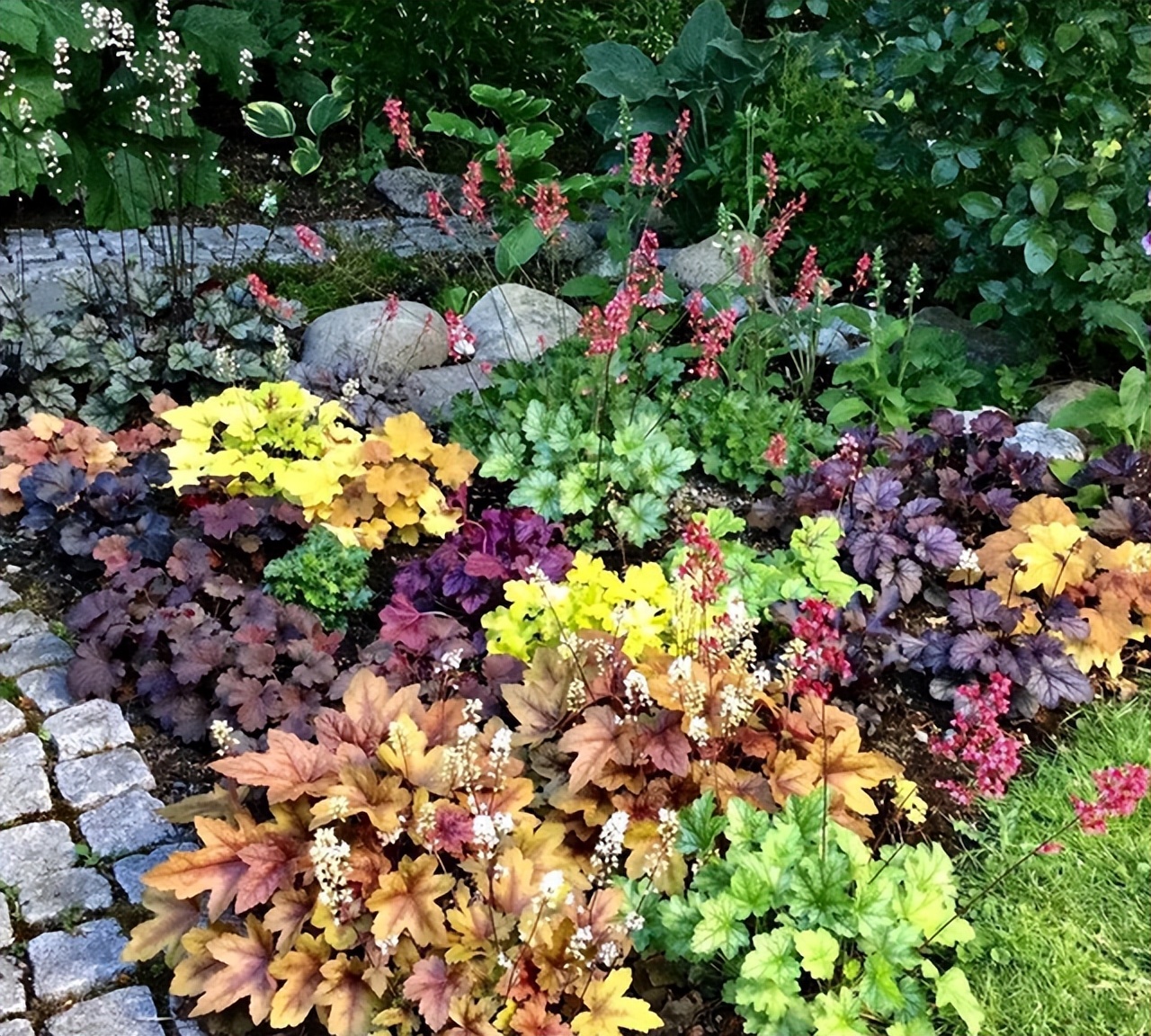 零下10度什么花冻不死,冬天不怕冷的花和植物