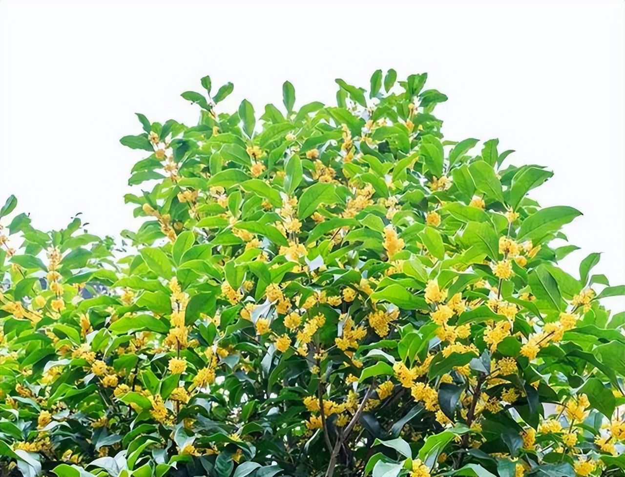 贵州的市花是什么,贵州省各个州的州府