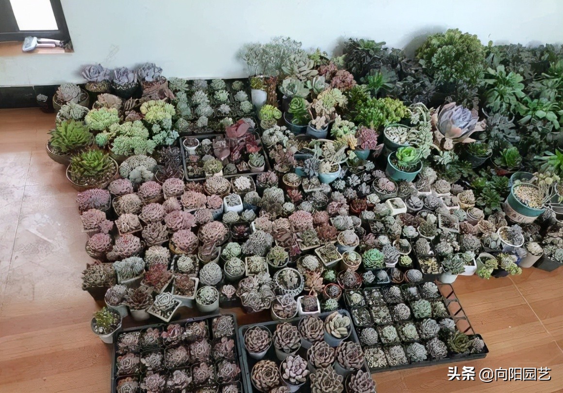 多肉什么季节买便宜,多肉什么季节买才最好