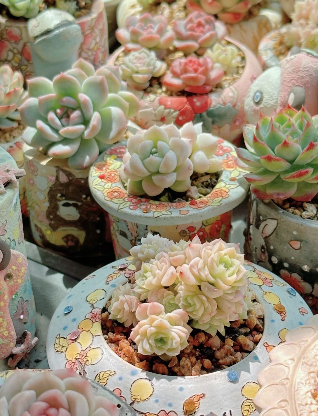 新手养花在店里买好还是网上买好,新手养花入门花种网购