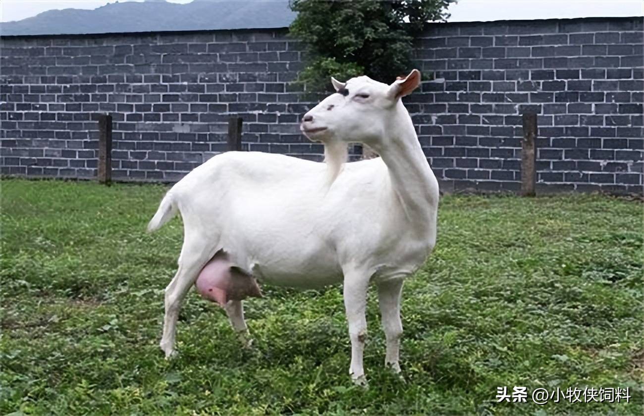 母羊乳房炎怎么治疗？母羊乳房炎的症状与治疗方法，本文来解答！