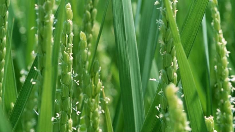 苏轼三则寓言故事,关于苏轼的幽默小故事50字