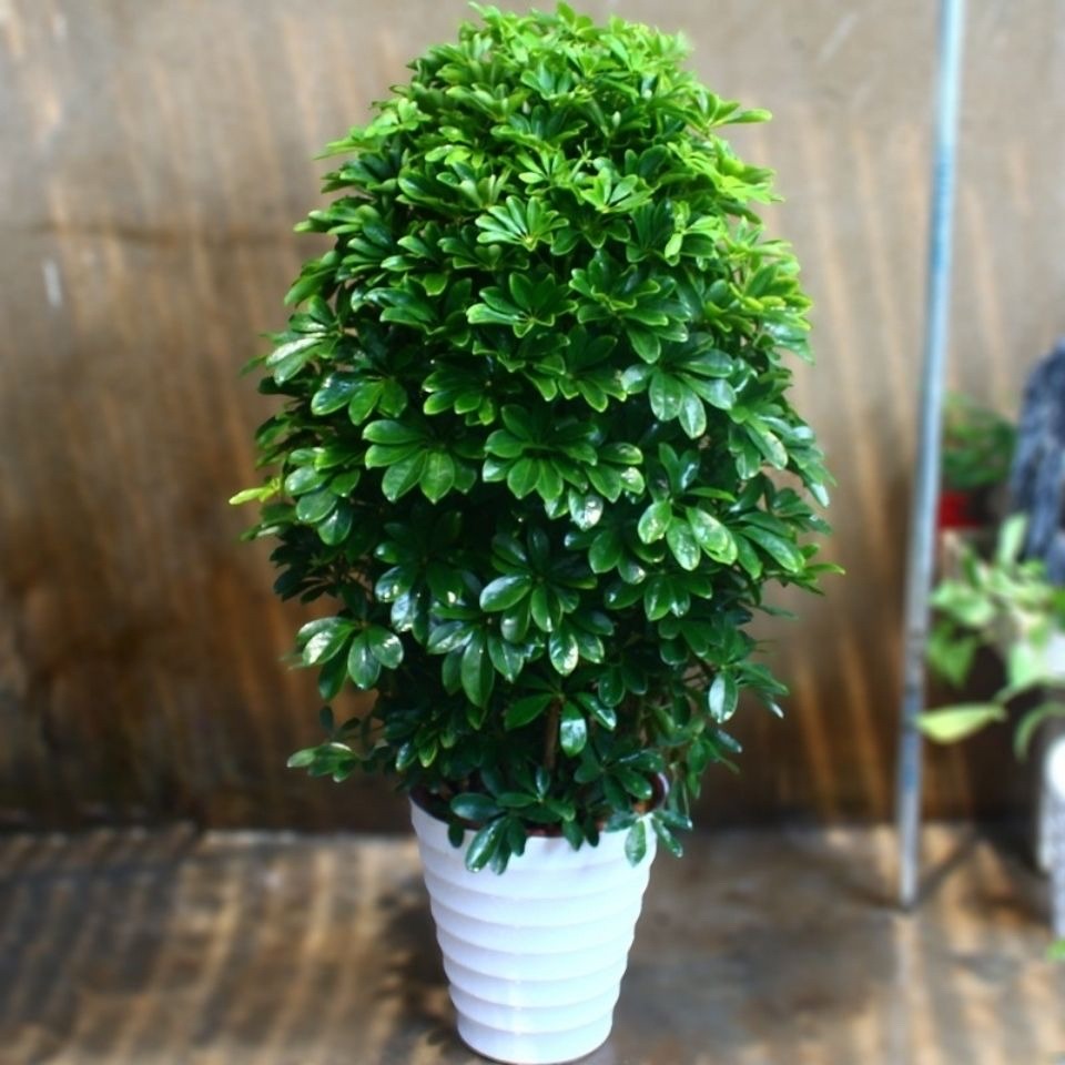 招财树怎么养？记住“4点”，枝叶繁茂四季翠绿，家中财运旺