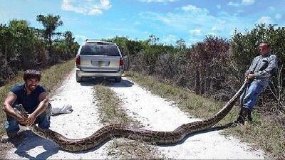 美国佛州最大缅甸蟒,美国蟒蛇泛滥原因