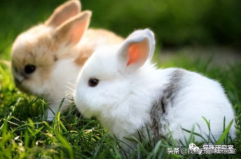 蓝氏荒野猎兔猫粮和乳鸽哪个好,蓝氏兔兔猫粮