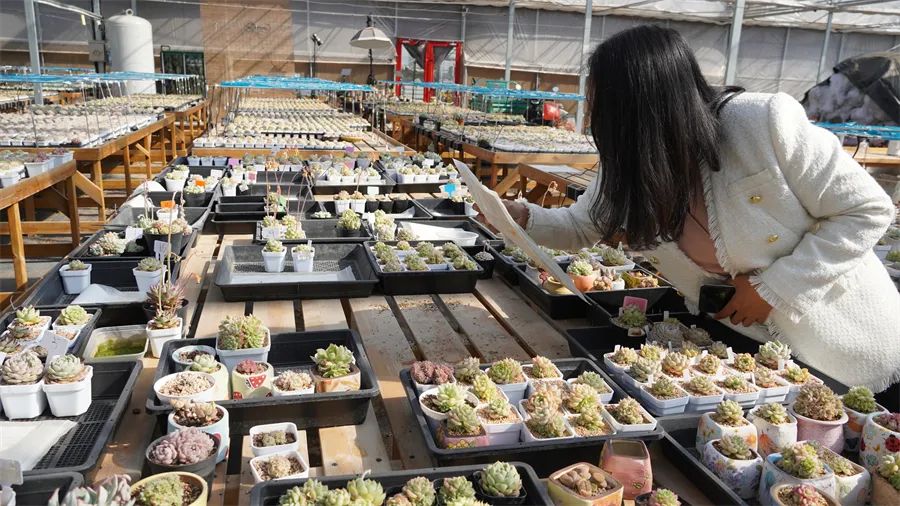 直播间四万人同时在线，企业年销售额过亿，多肉还能再火十年吗？