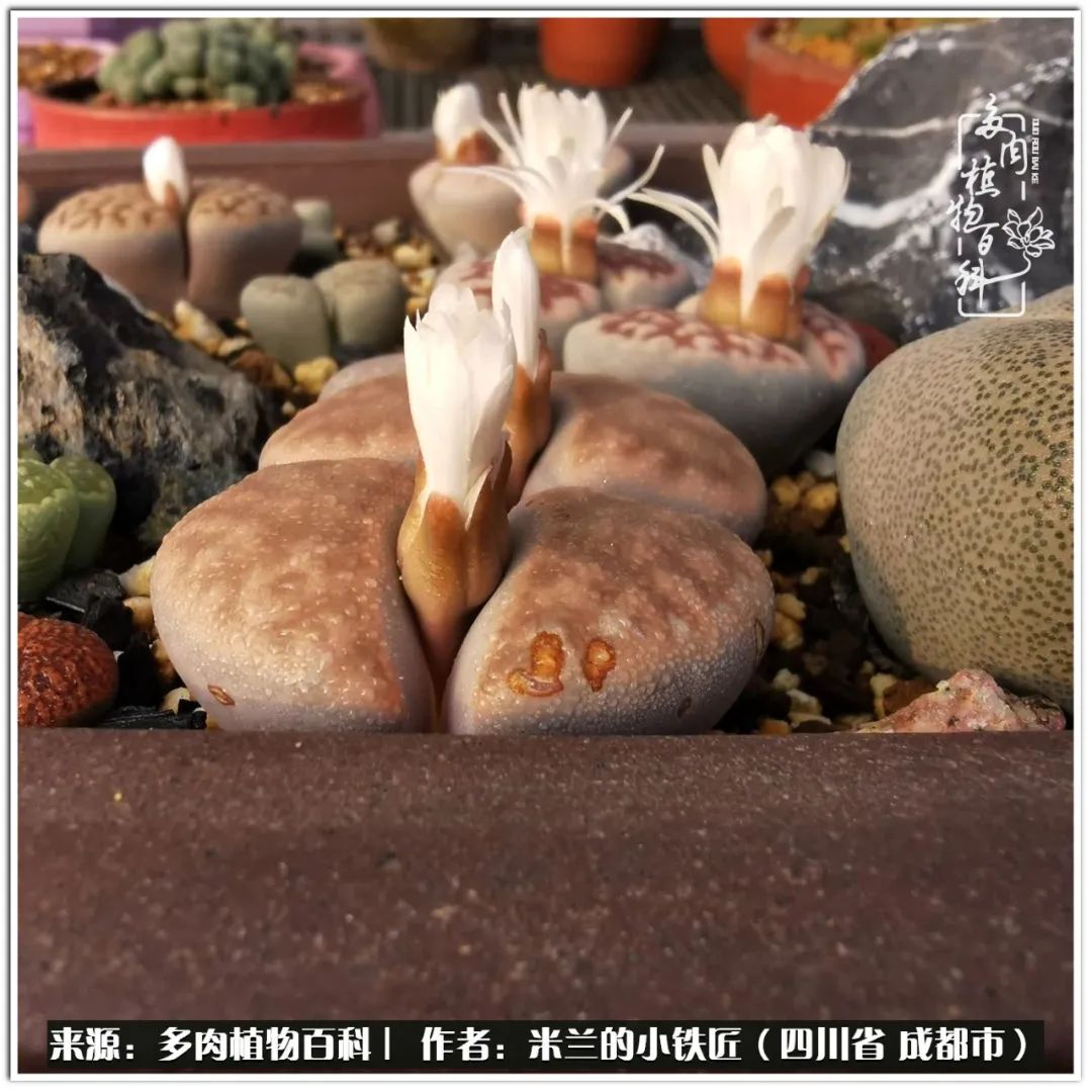 生石花好养吗怎么养护的,生石花的养殖方法和注意事项