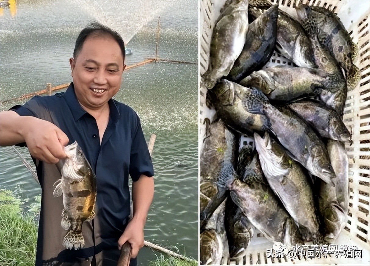 鳜鱼价格下跌,今日鳜鱼价格上涨了多少
