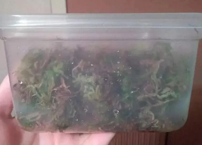 卡皮、隆背、疑似感冒...我的爬宠怎么了？