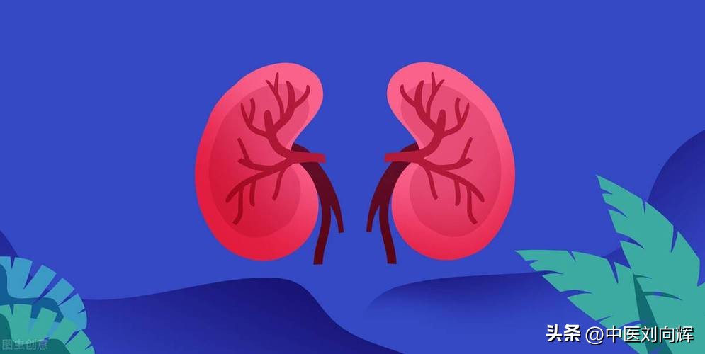 年轻人保肾养肾方法,强肾最好的自我调养