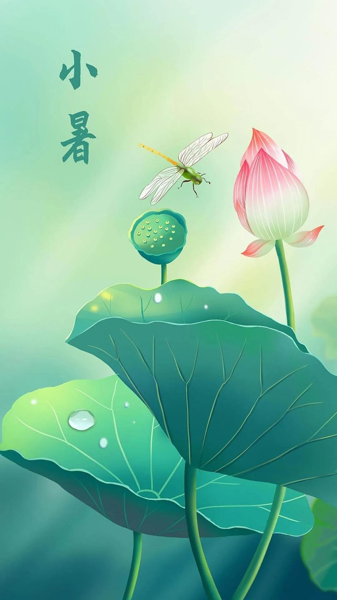 漂亮美丽的荷花壁纸,雨中荷花壁纸荣盛城