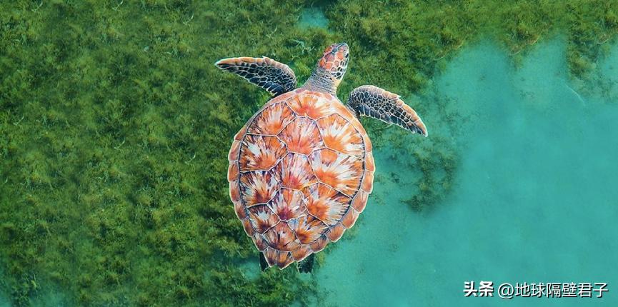 公海生物多样性条约的目标,公海生物多样性公约