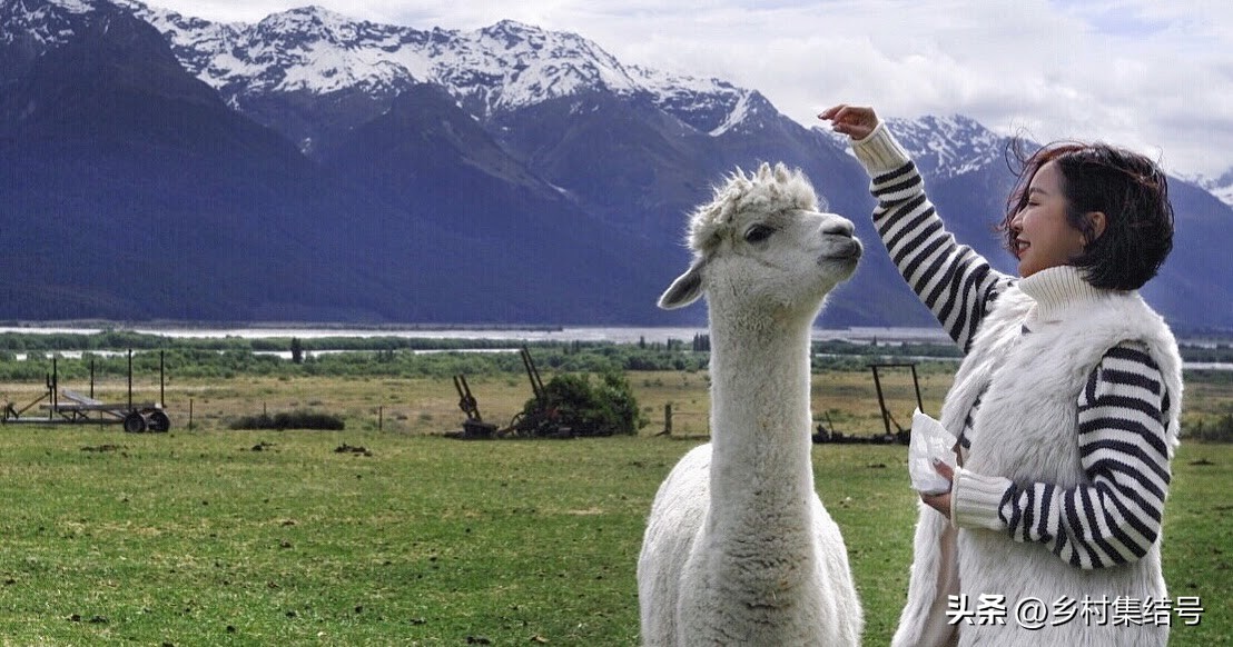 新西兰格伦诺基动物体验农场:一家以动物体验为主题的特色农场