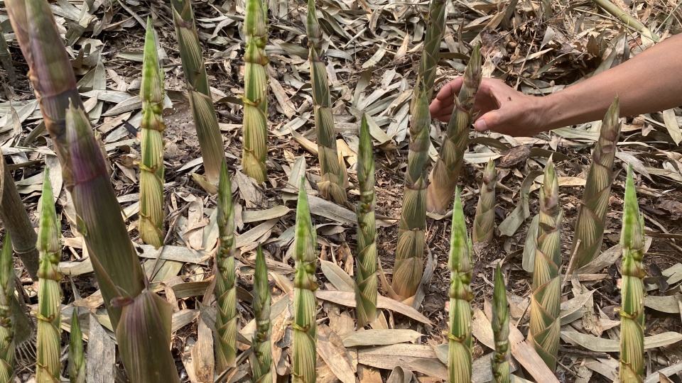 春天挖野菜图片大全,最全野菜图集63种野菜大图鉴