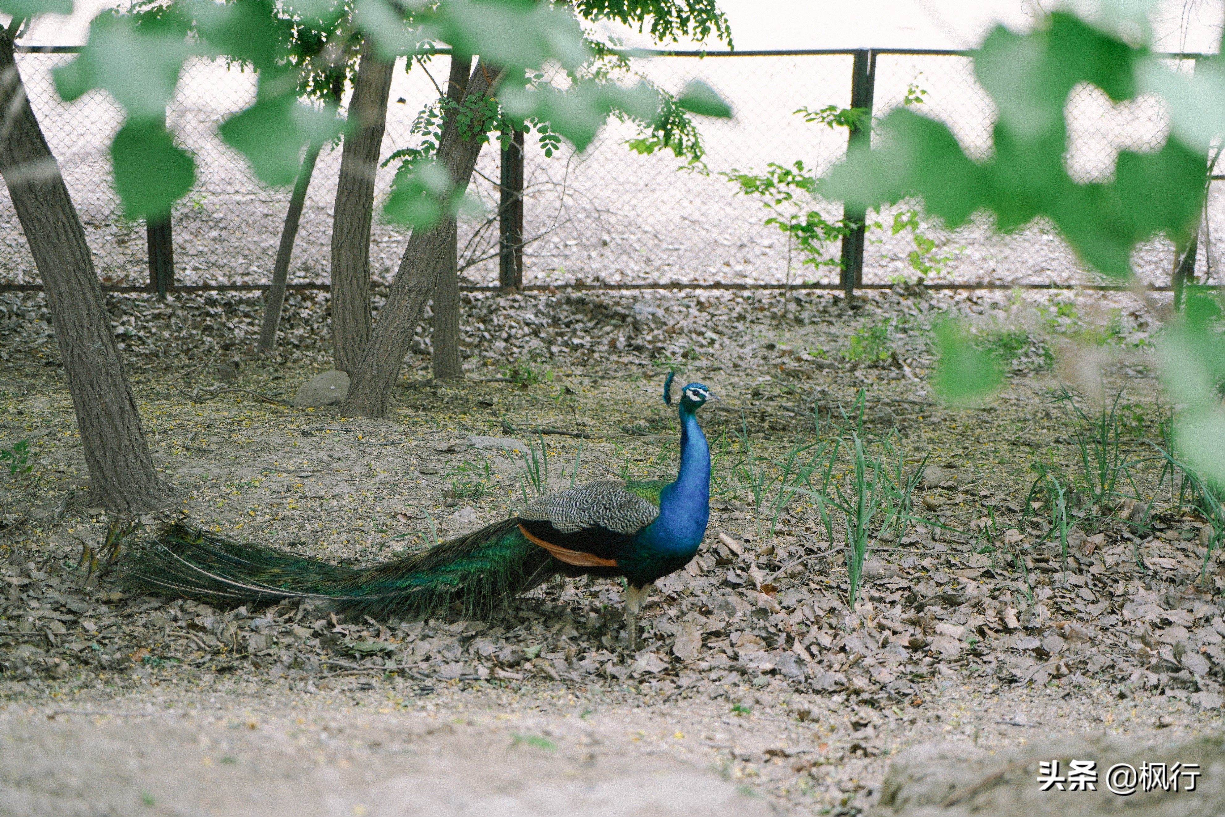 南海公园奈良小麋鹿,奈良小鹿公园麋鹿