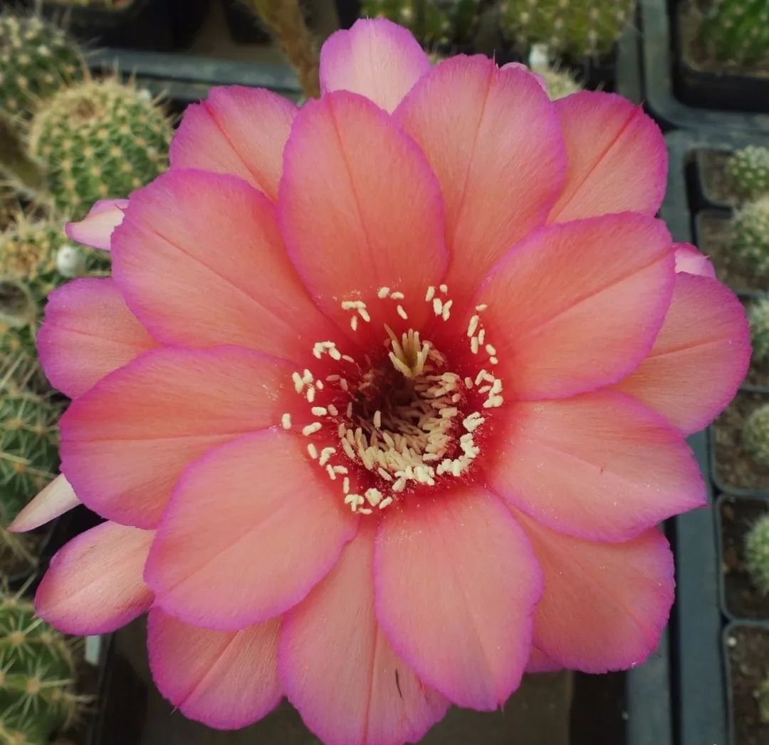 200种·仙人球开花图鉴，大开眼界，美到爆