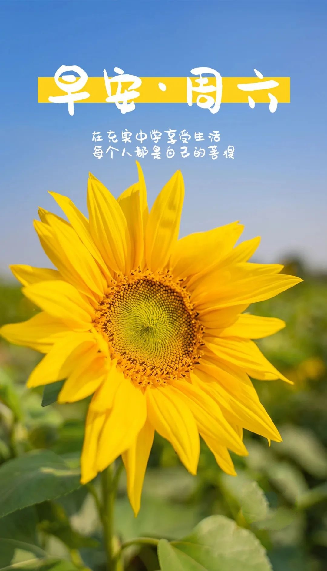 新的一周早安正能量句子图文,早安语录大全图文